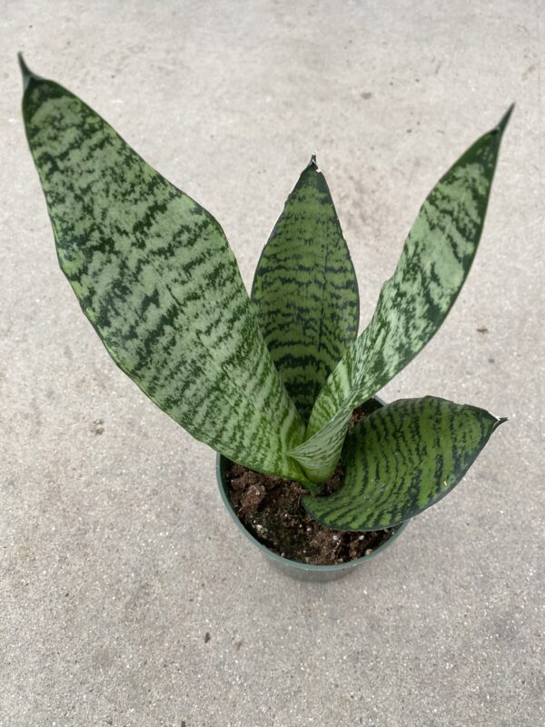 4&quot; Sansevieria Robusta