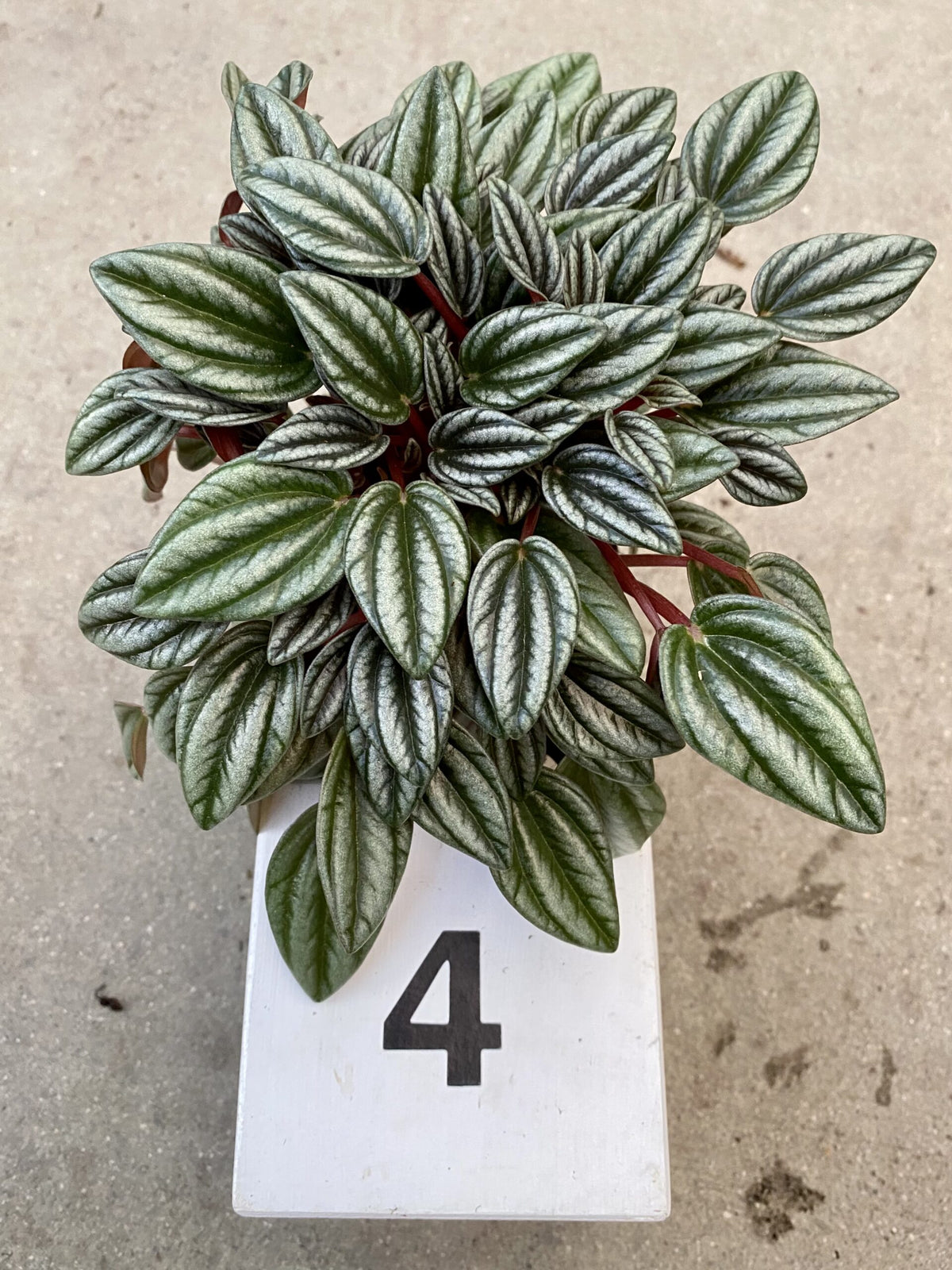 Peperomia &#39;marmorata x peruviana&#39;