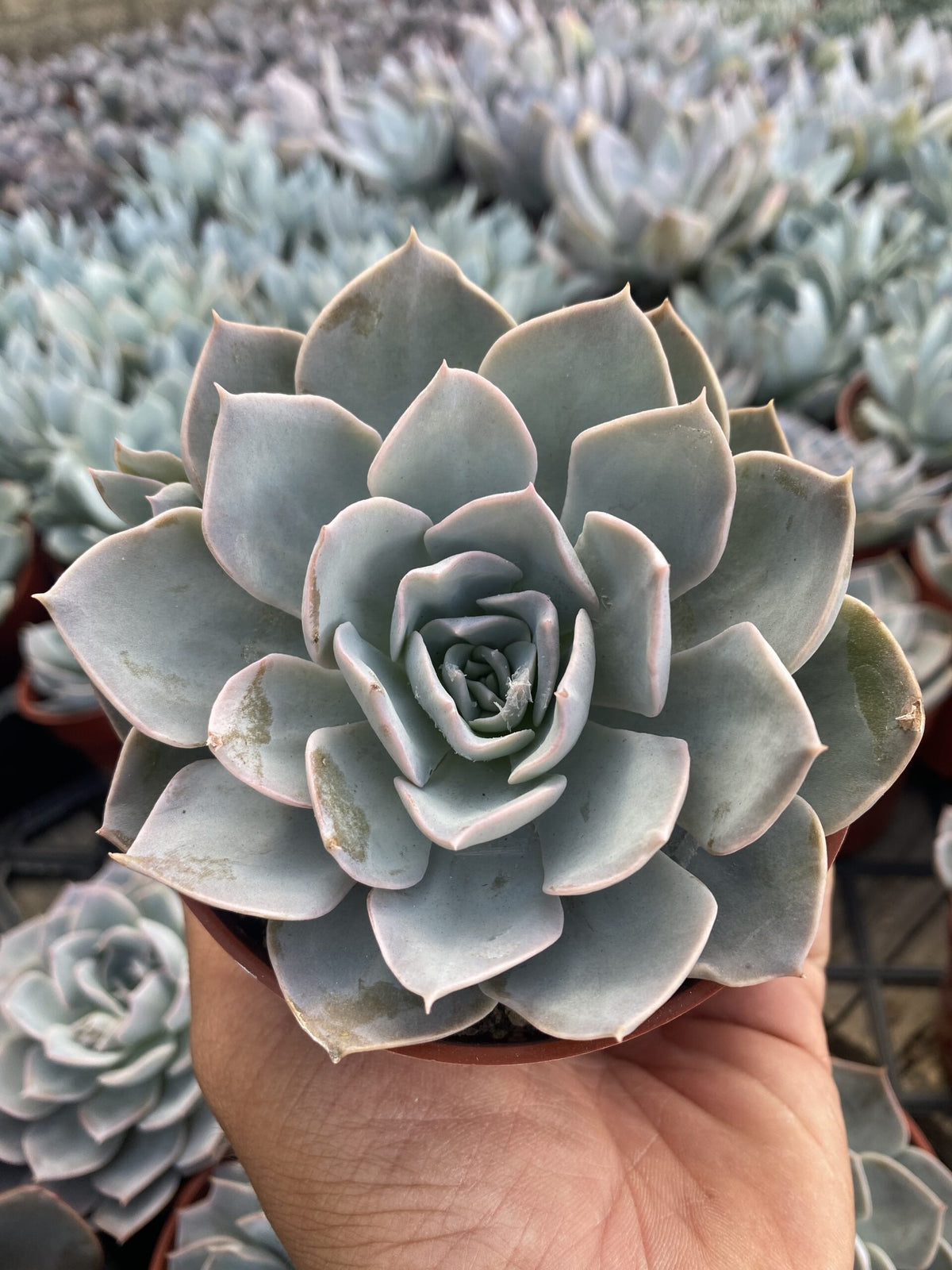 Echeveria subsessilis