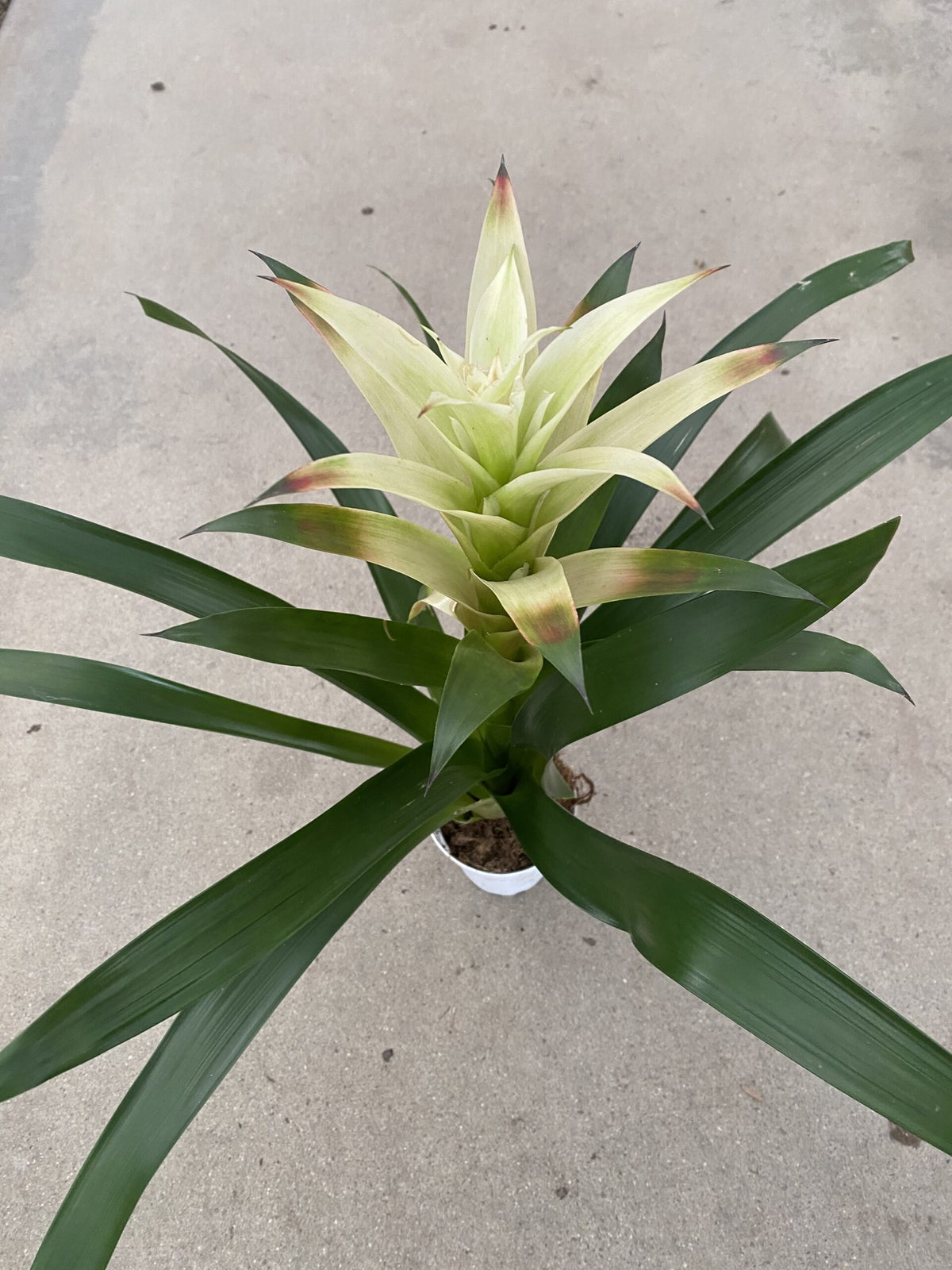 4&quot; Guzmania Hybrid-White