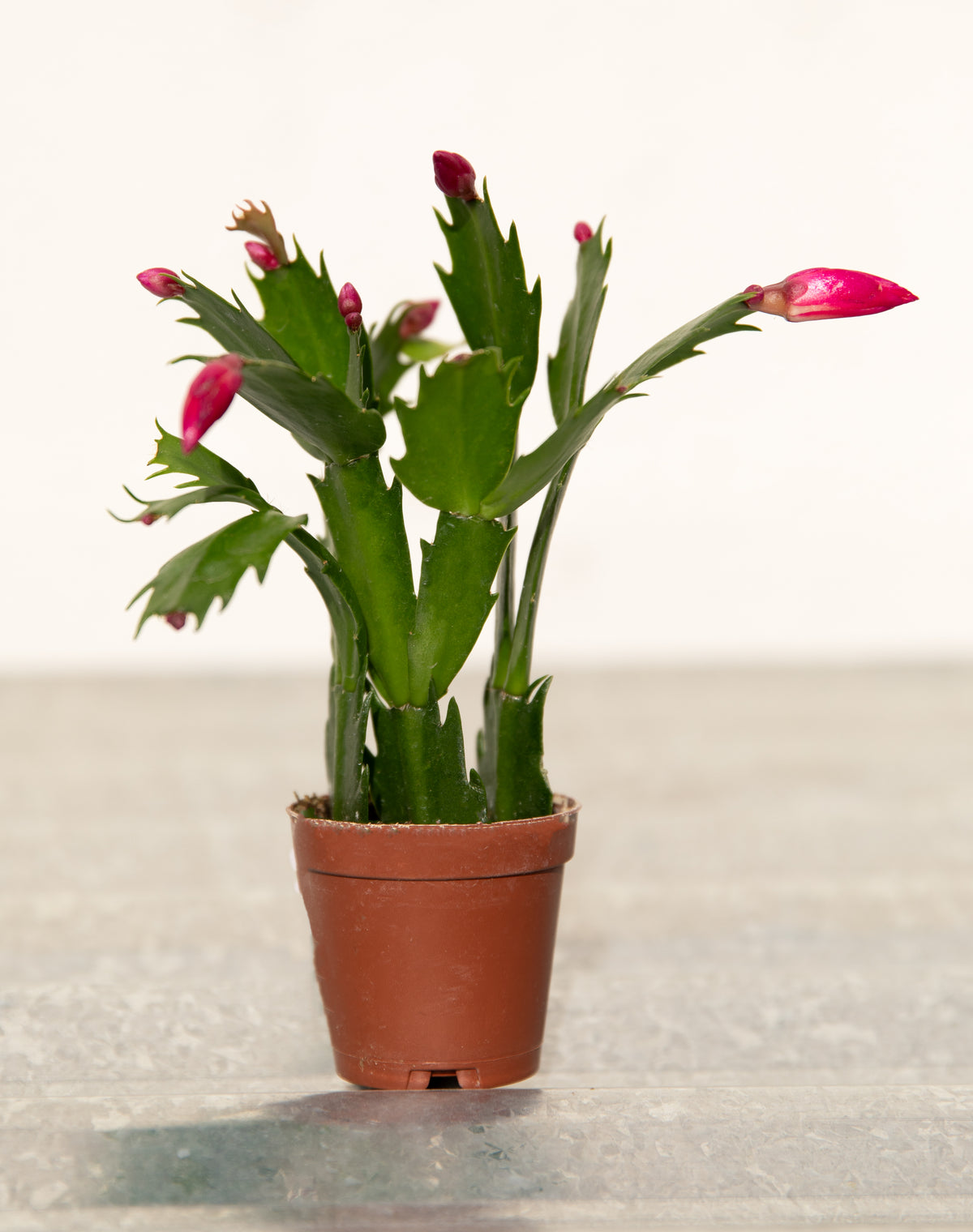 Christmas Cactus