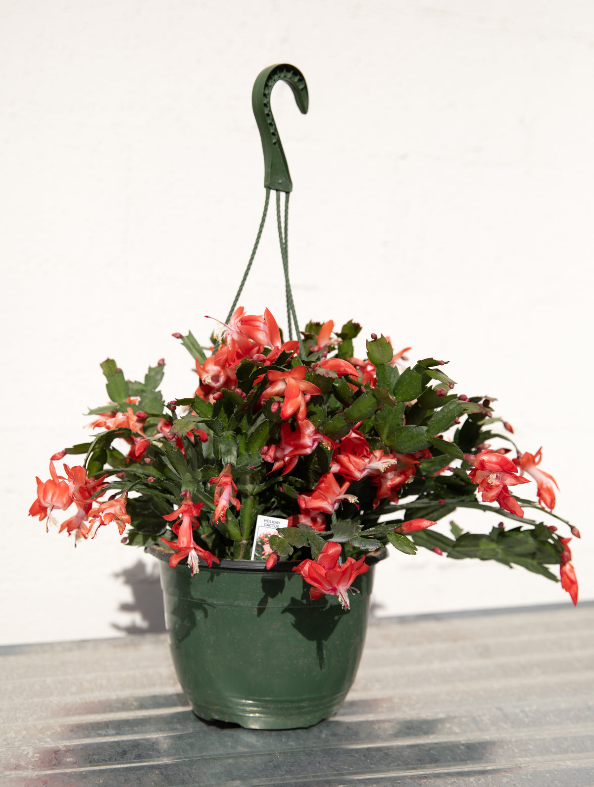 Christmas Cactus