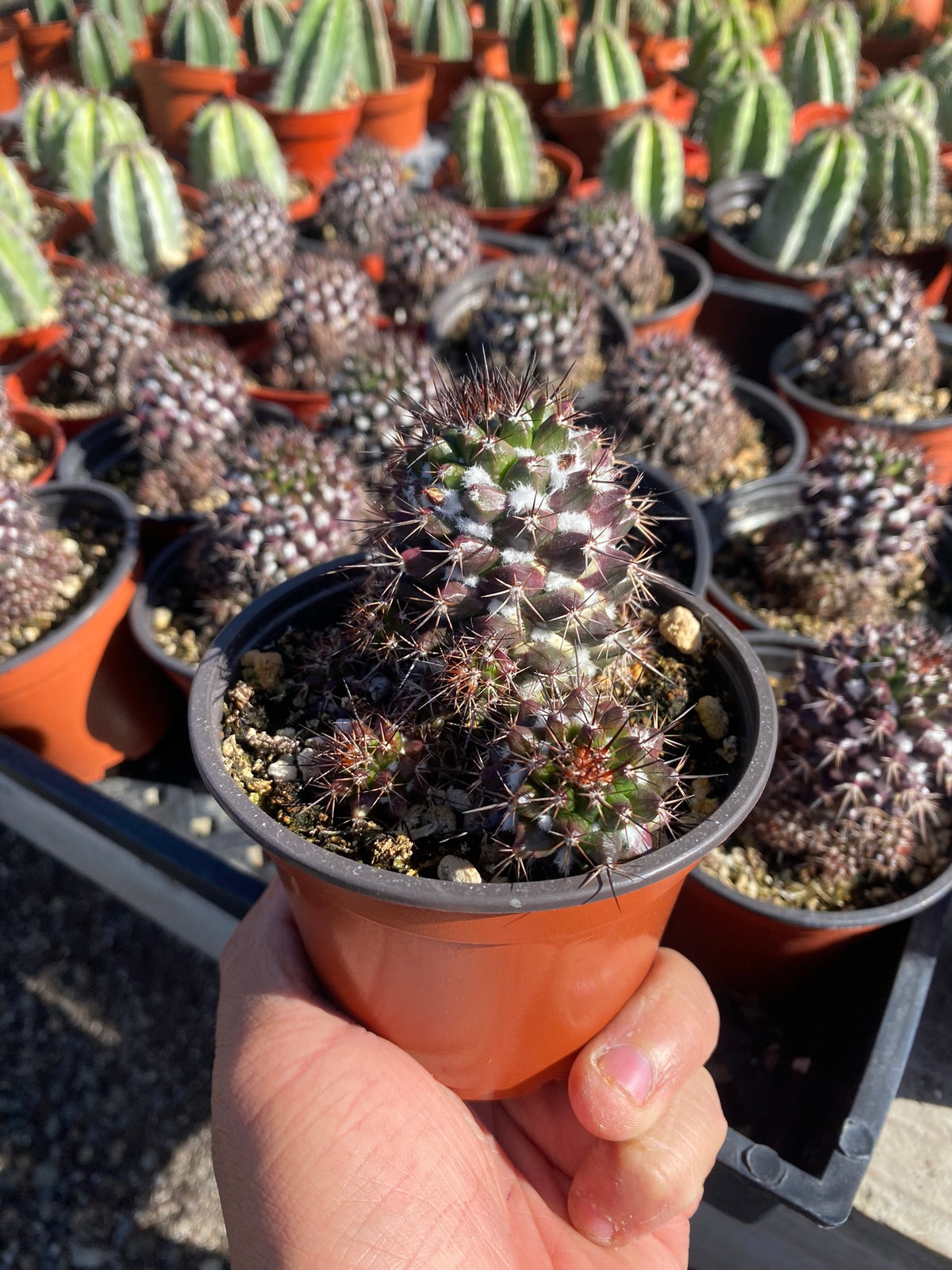Mammillaria voburnensis
