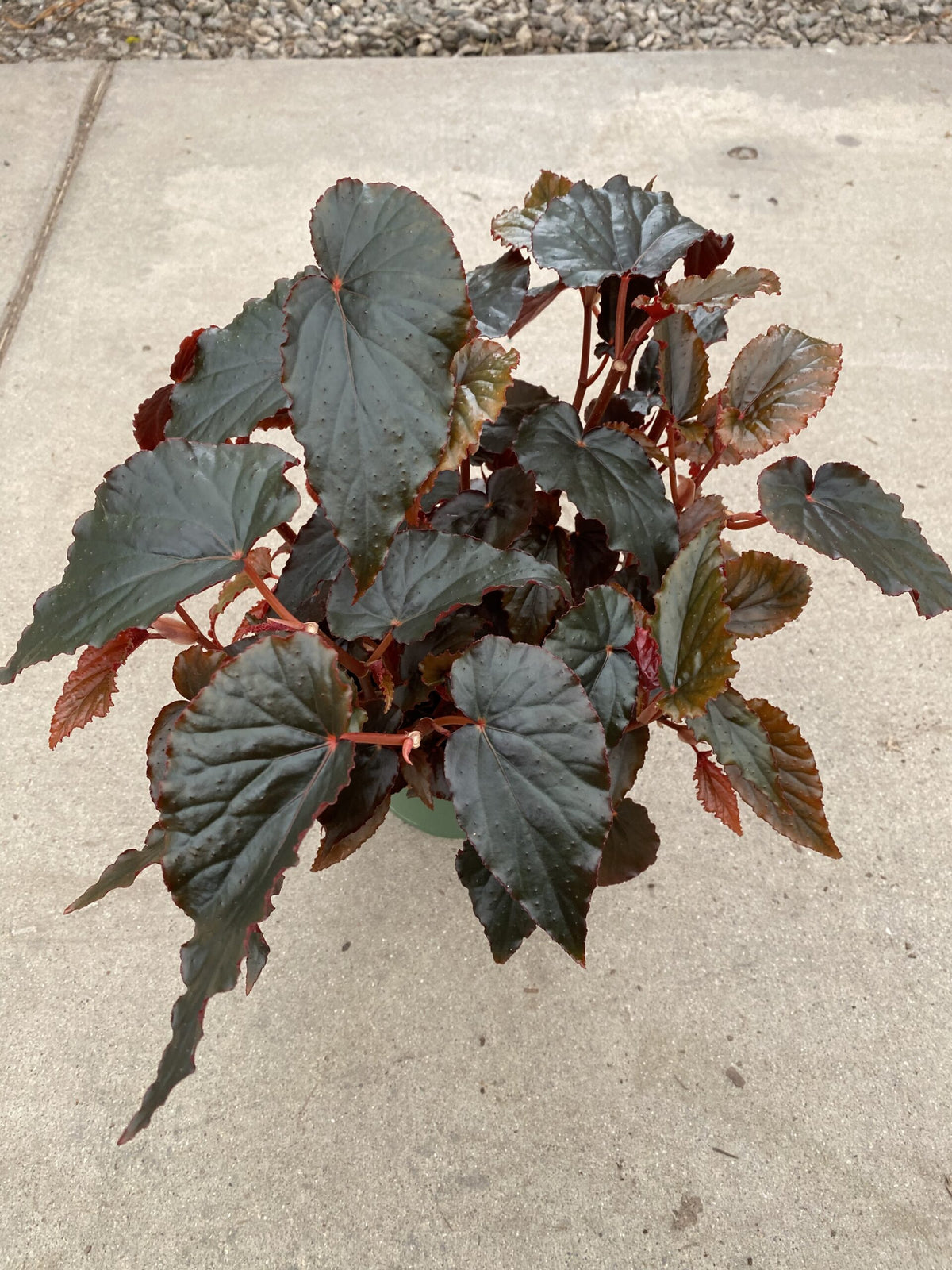 6&quot; Begonia Black Magic