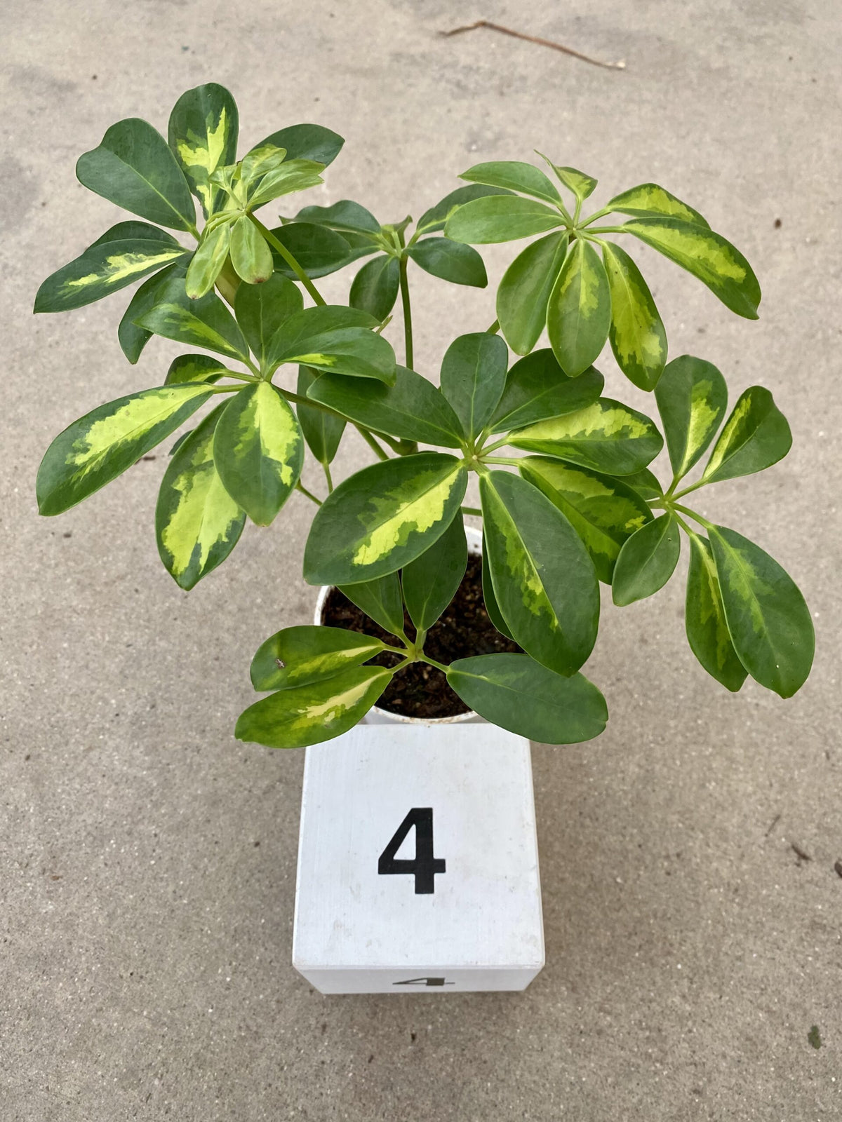 4&quot; Schefflera Arboricola Gold Capella