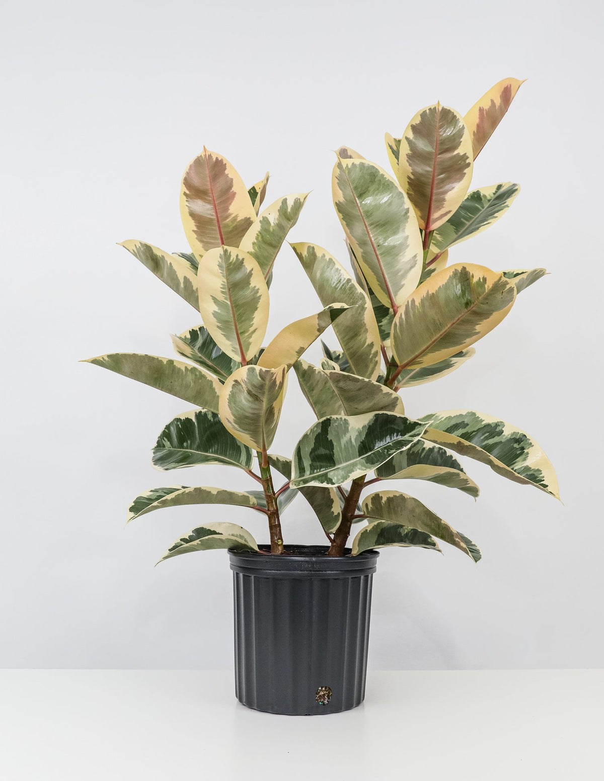 Ficus elastica decora &#39;Tineke&#39;