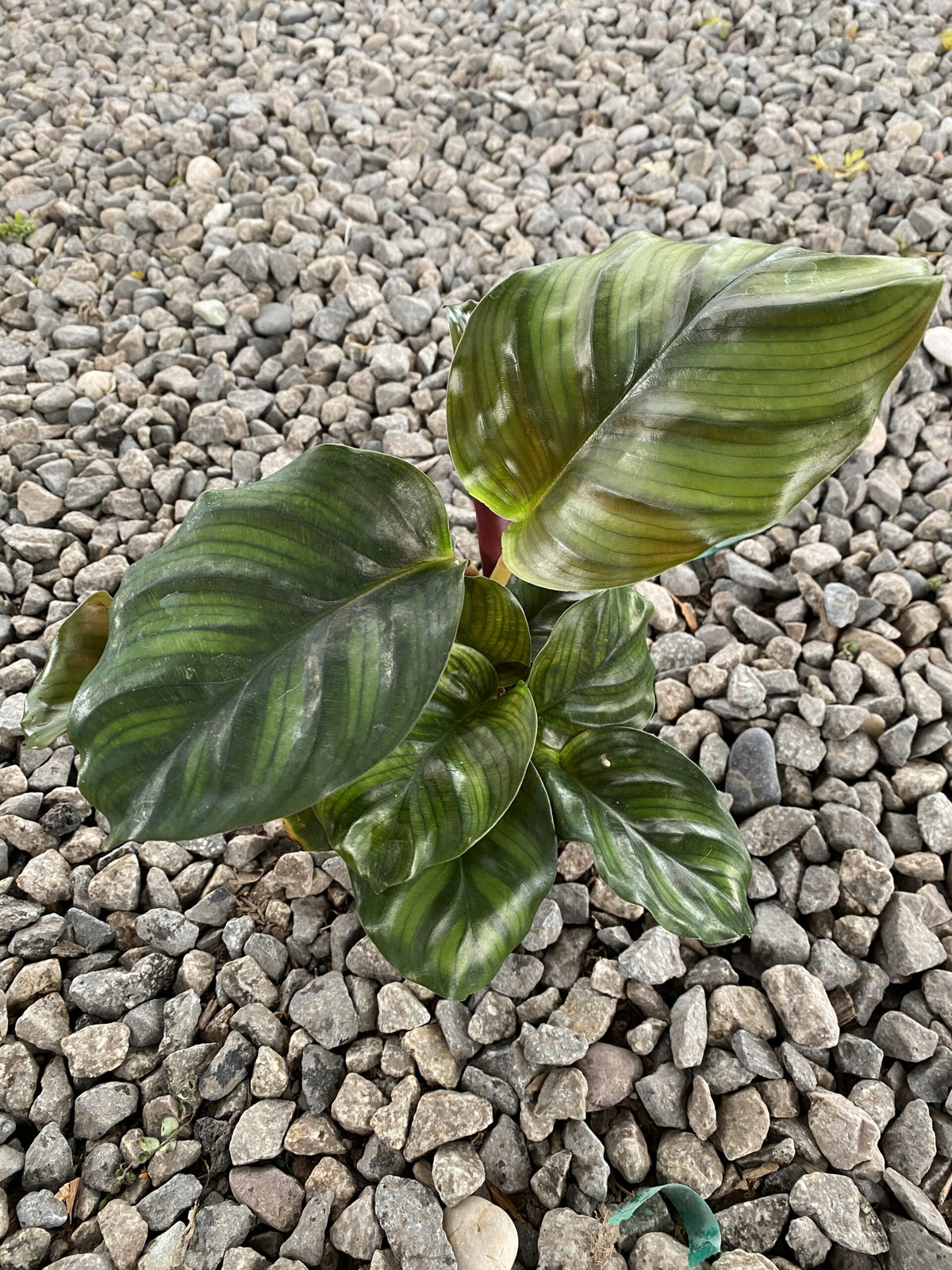 4&quot; Calathea Fasciata