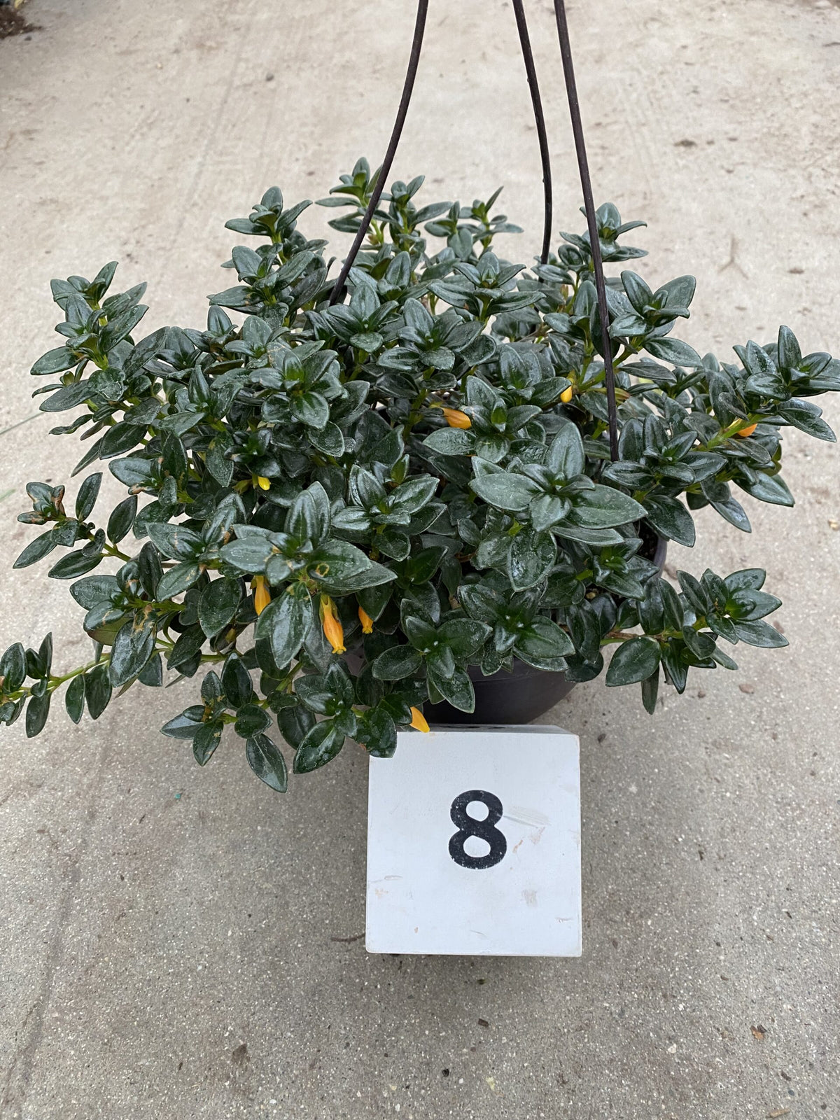 Nematanthus gregarius &#39;Black Gold&#39;