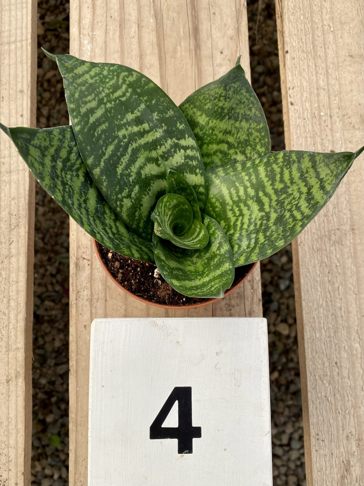 4&quot; Sansevieria Hahnii Forest Star