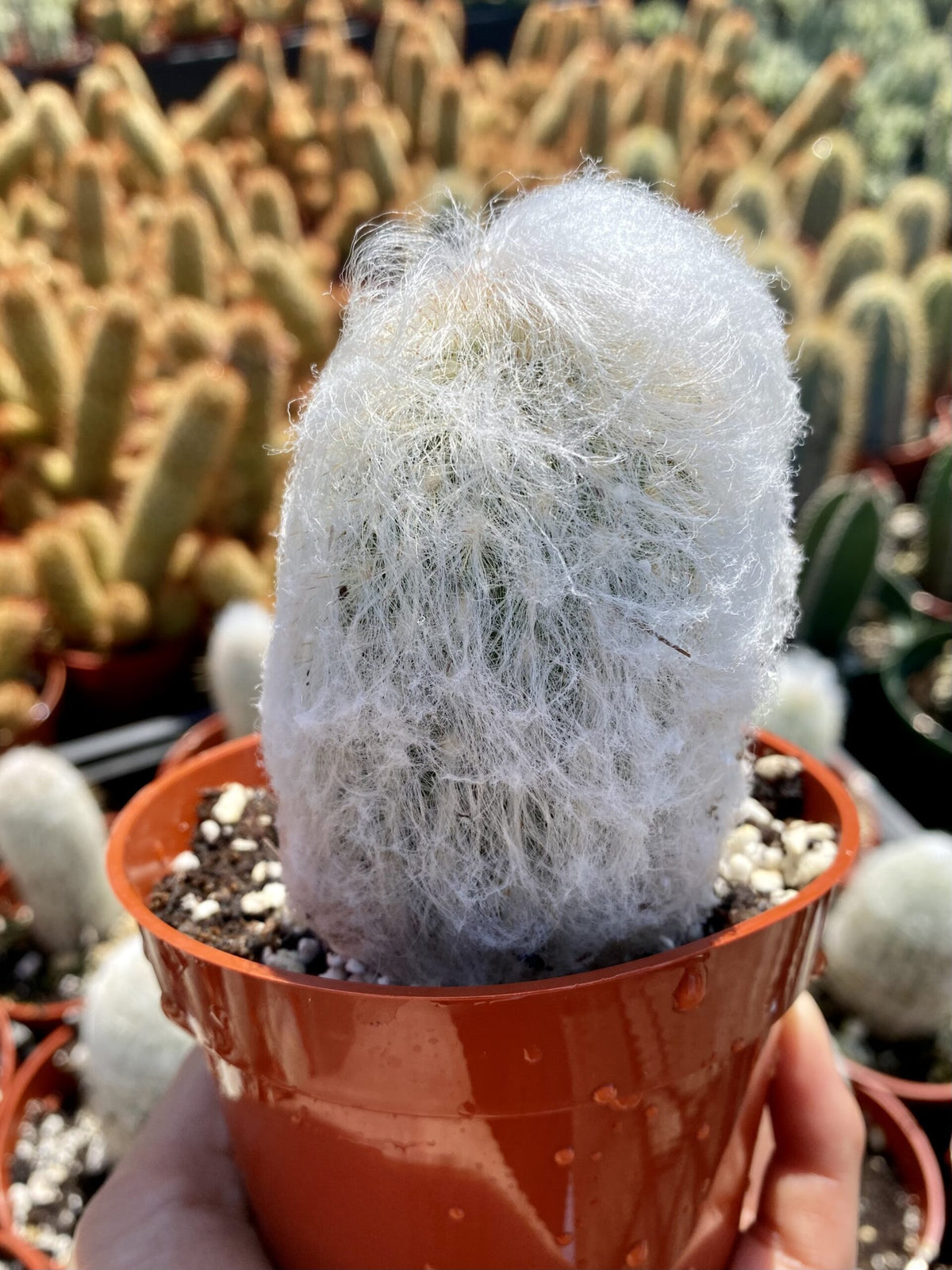 Cleistocactus strausii