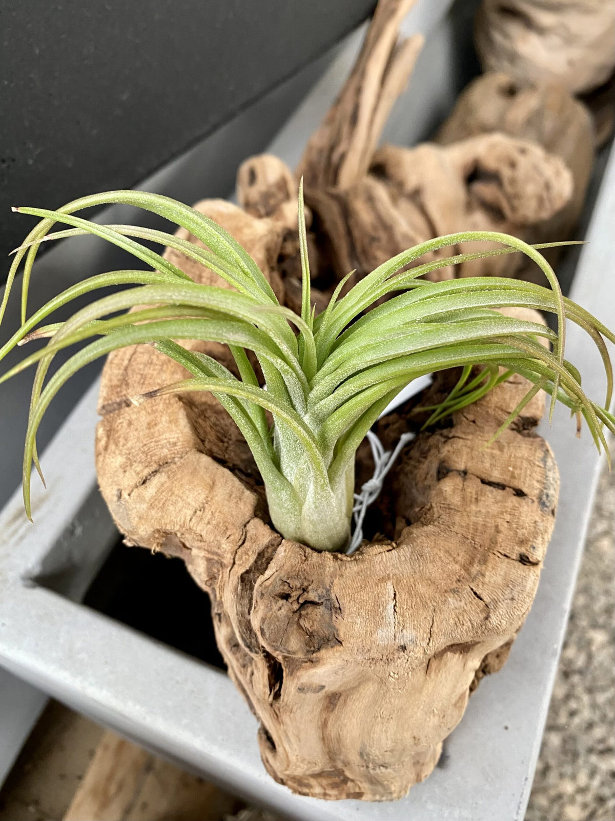 Tillandsia ionantha x brachycaulos