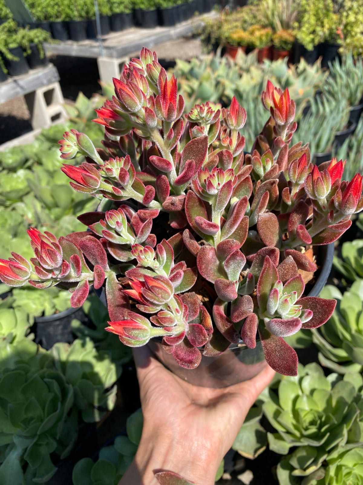 Echeveria Pulvinata × Harmsii &#39;Pulv-Oliver&#39;