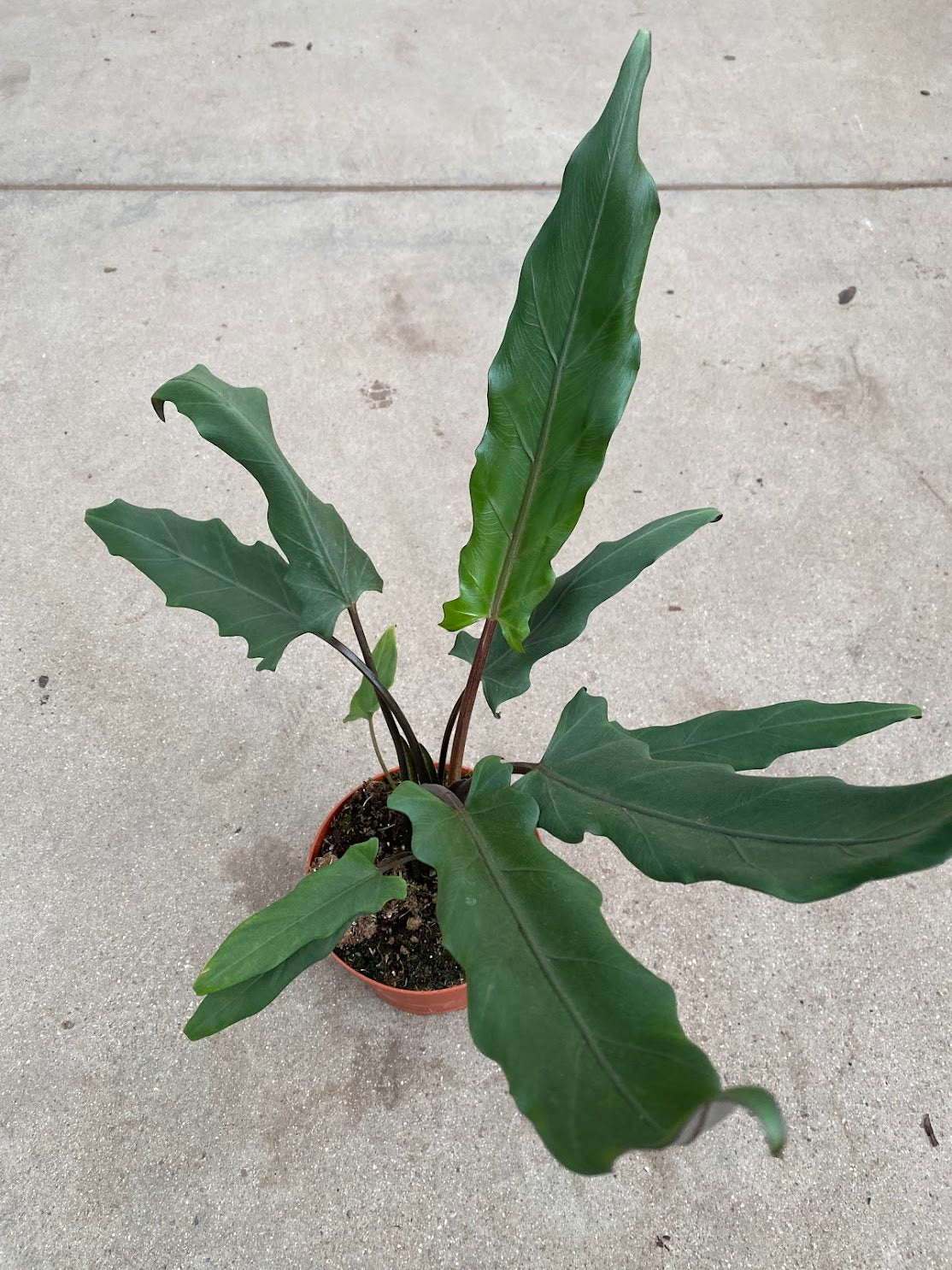 6&quot; Alocasia Lauterbachiana