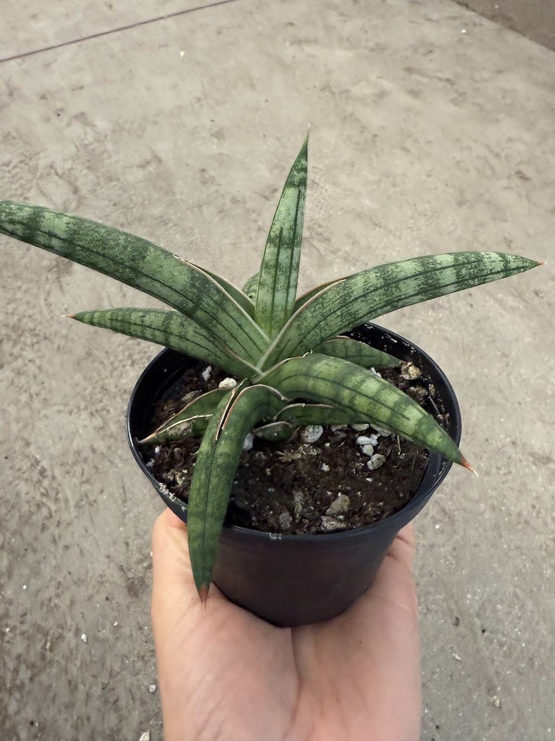 4&quot; Sansevieria Suffruticosa