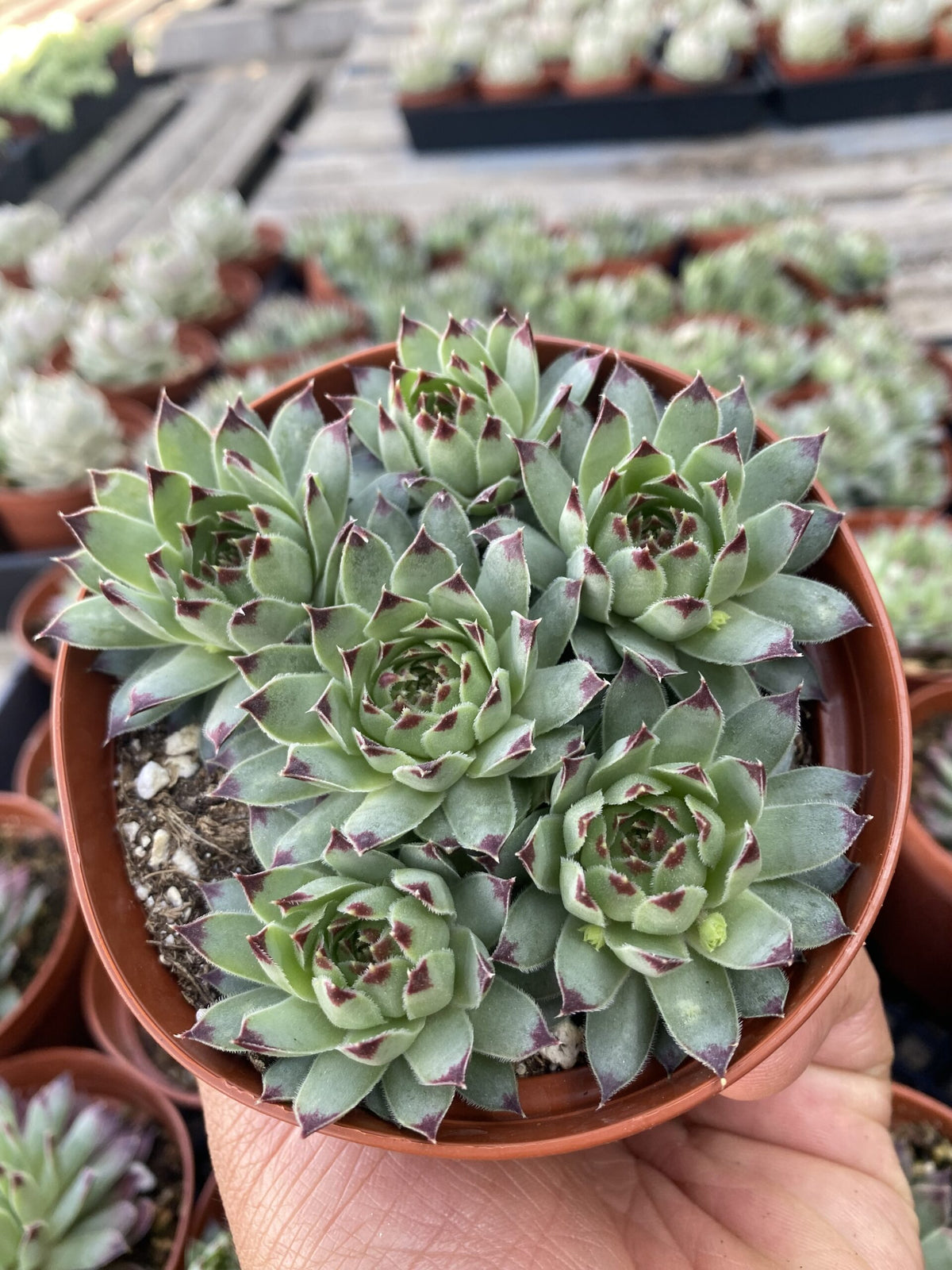 4&quot; Sempervivum Calcareum