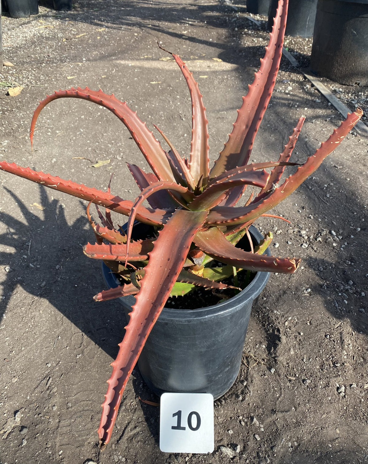 Aloe cameronii
