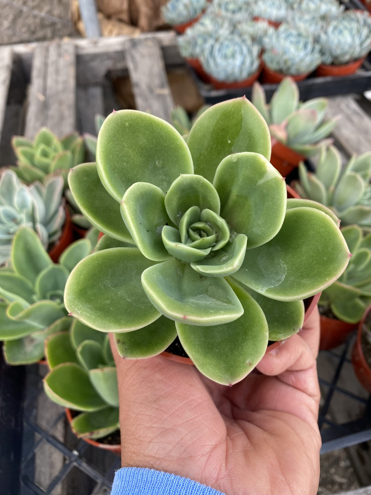 4&quot; Echeveria Palida