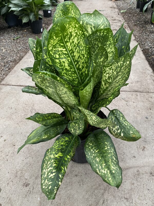 10&quot; Chinese Evergreen Lumina