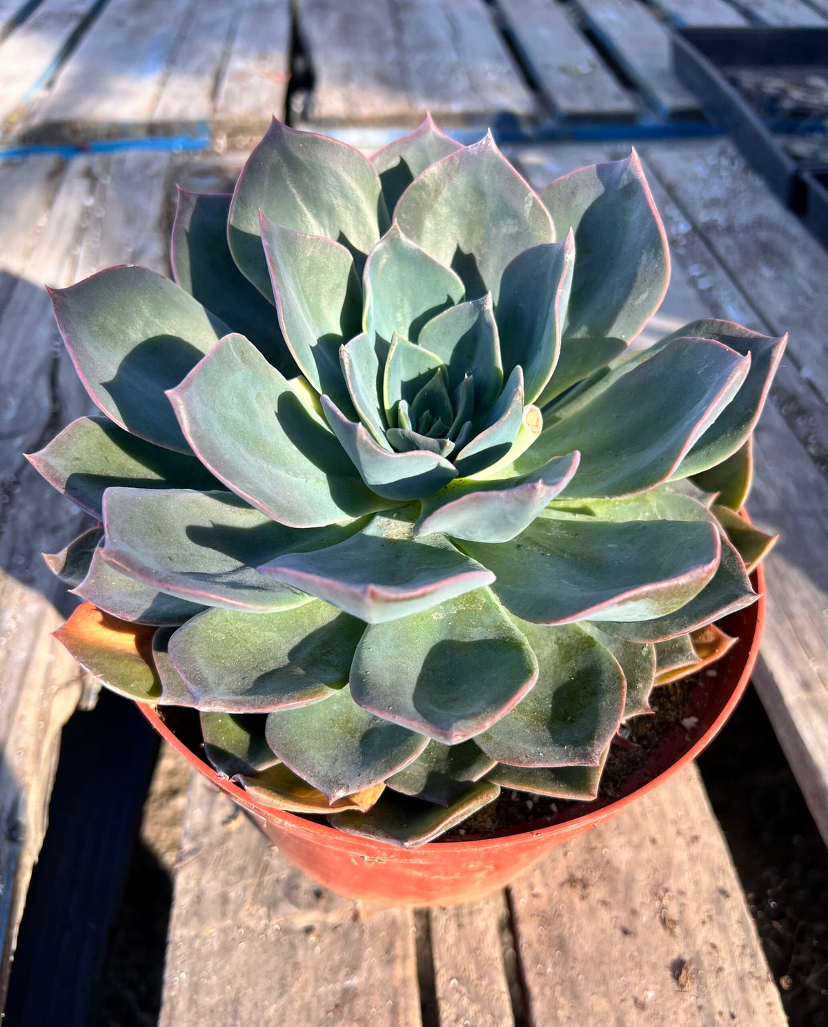 8&quot; Echeveria Blue Prince