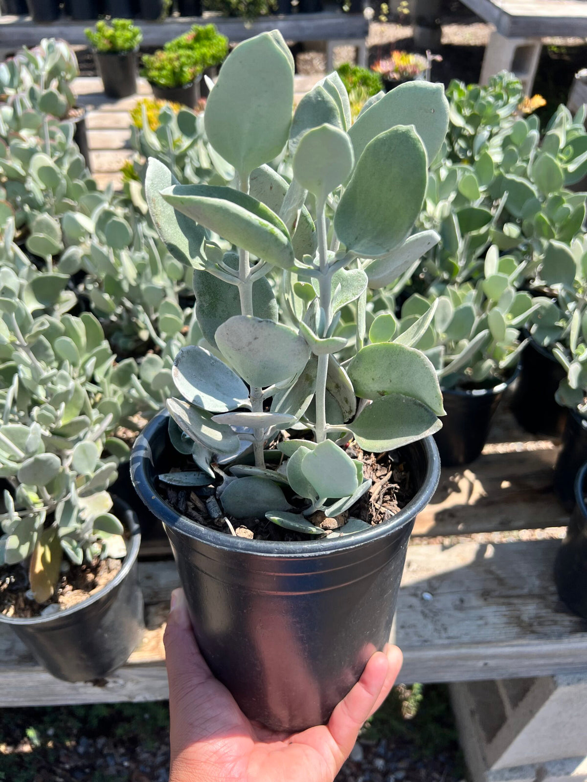 Kalanchoe bracteata