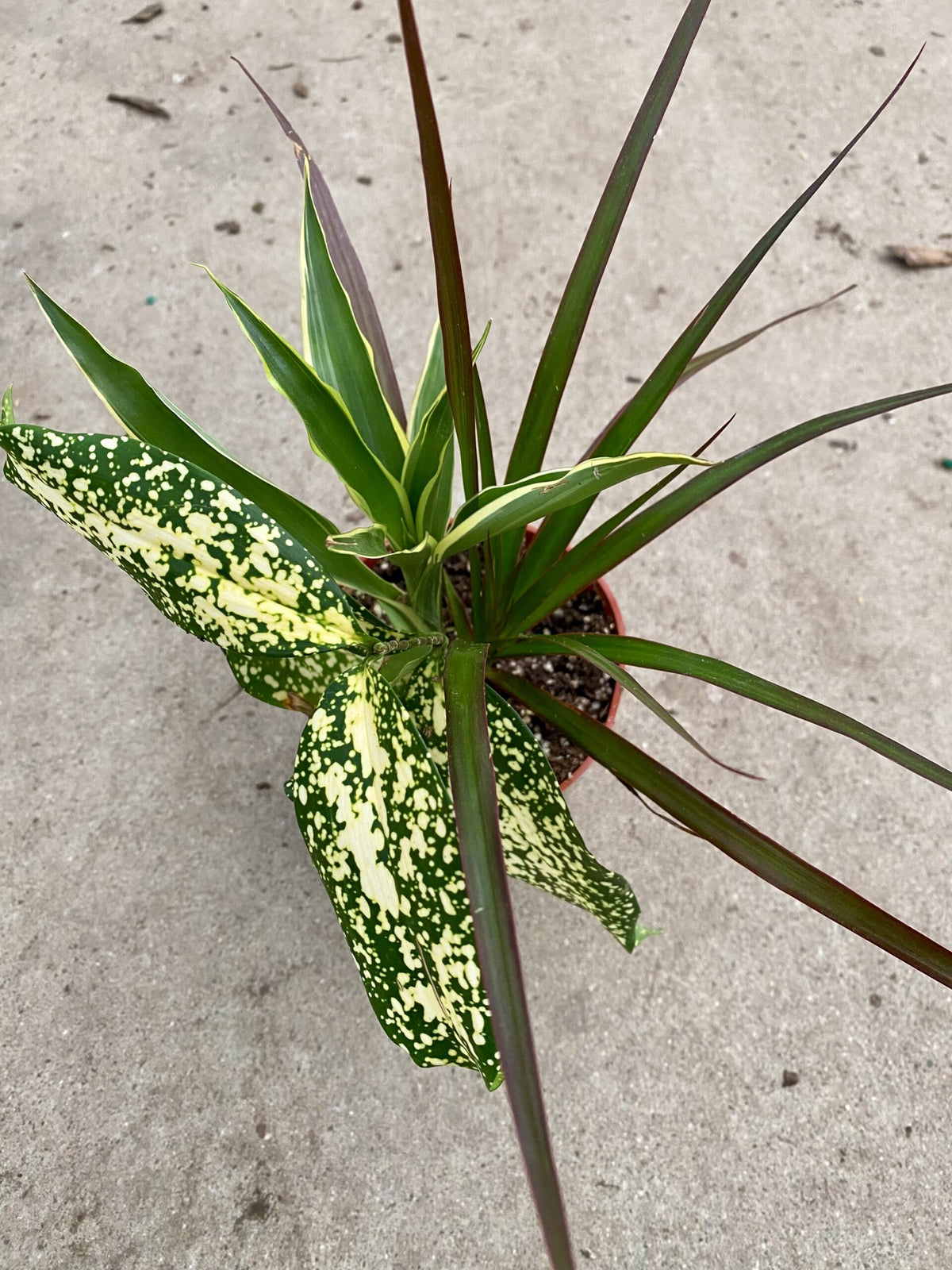 Dracaena Combo