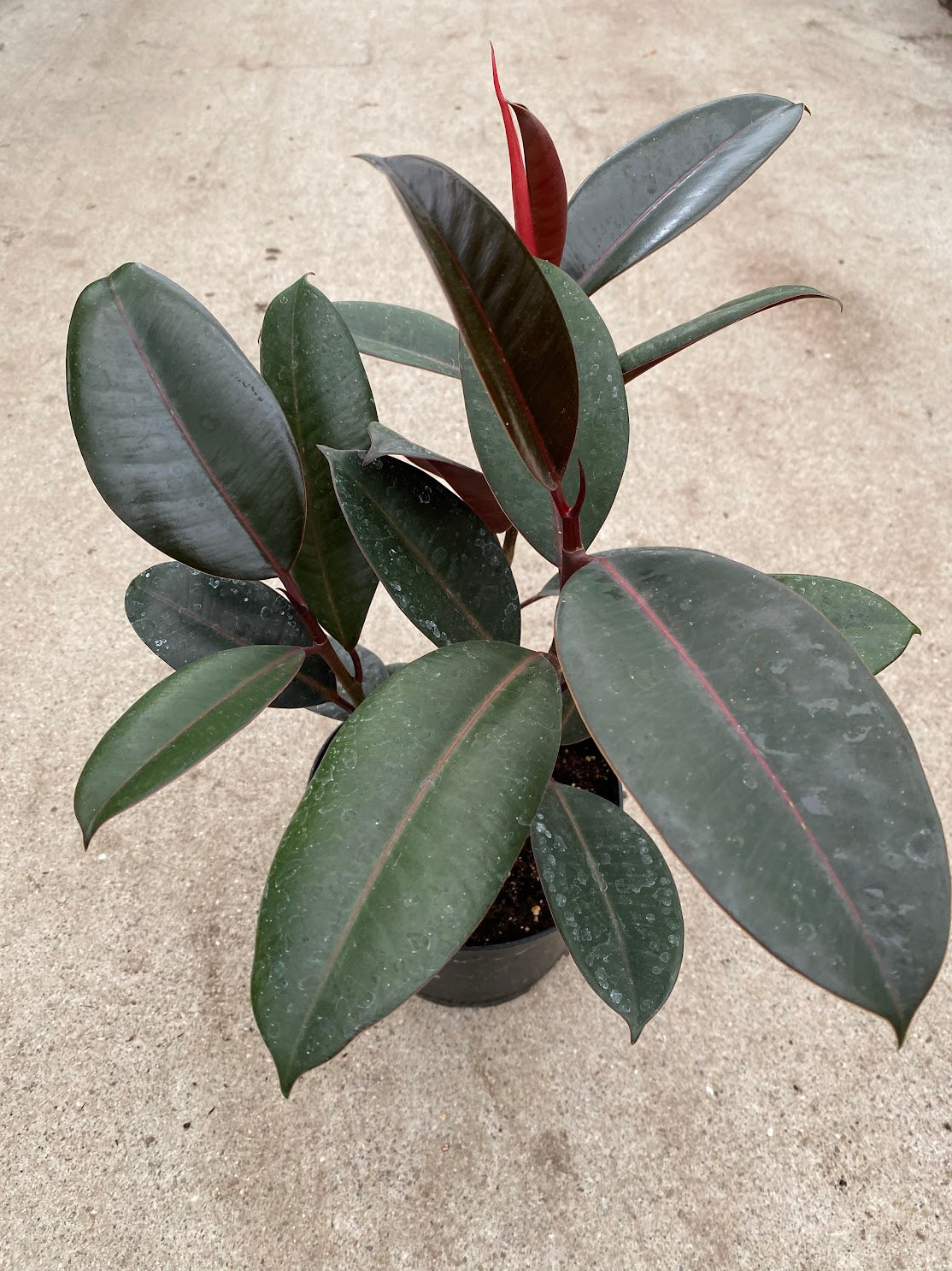 Ficus elastica decora &#39;Burgundy&#39;