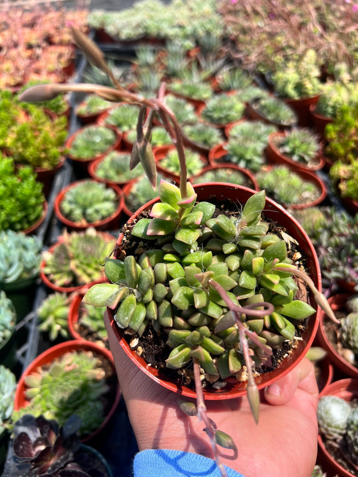 Anacampseros telephiastrum