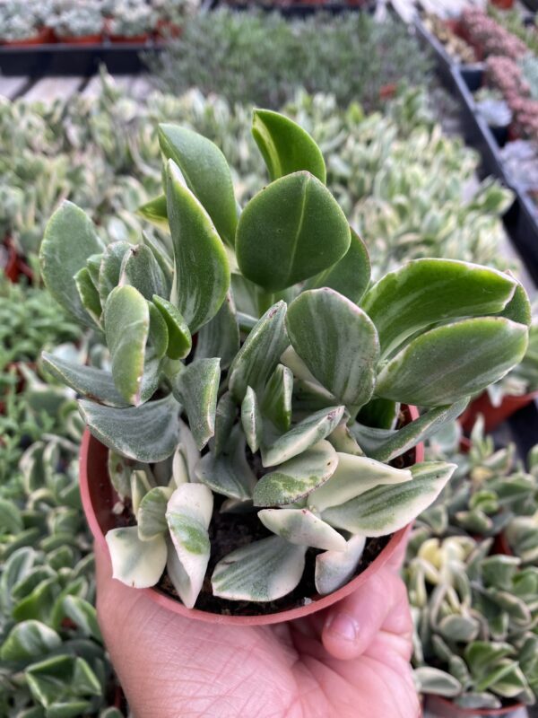 Crassula ovata &#39;Variegata&#39;