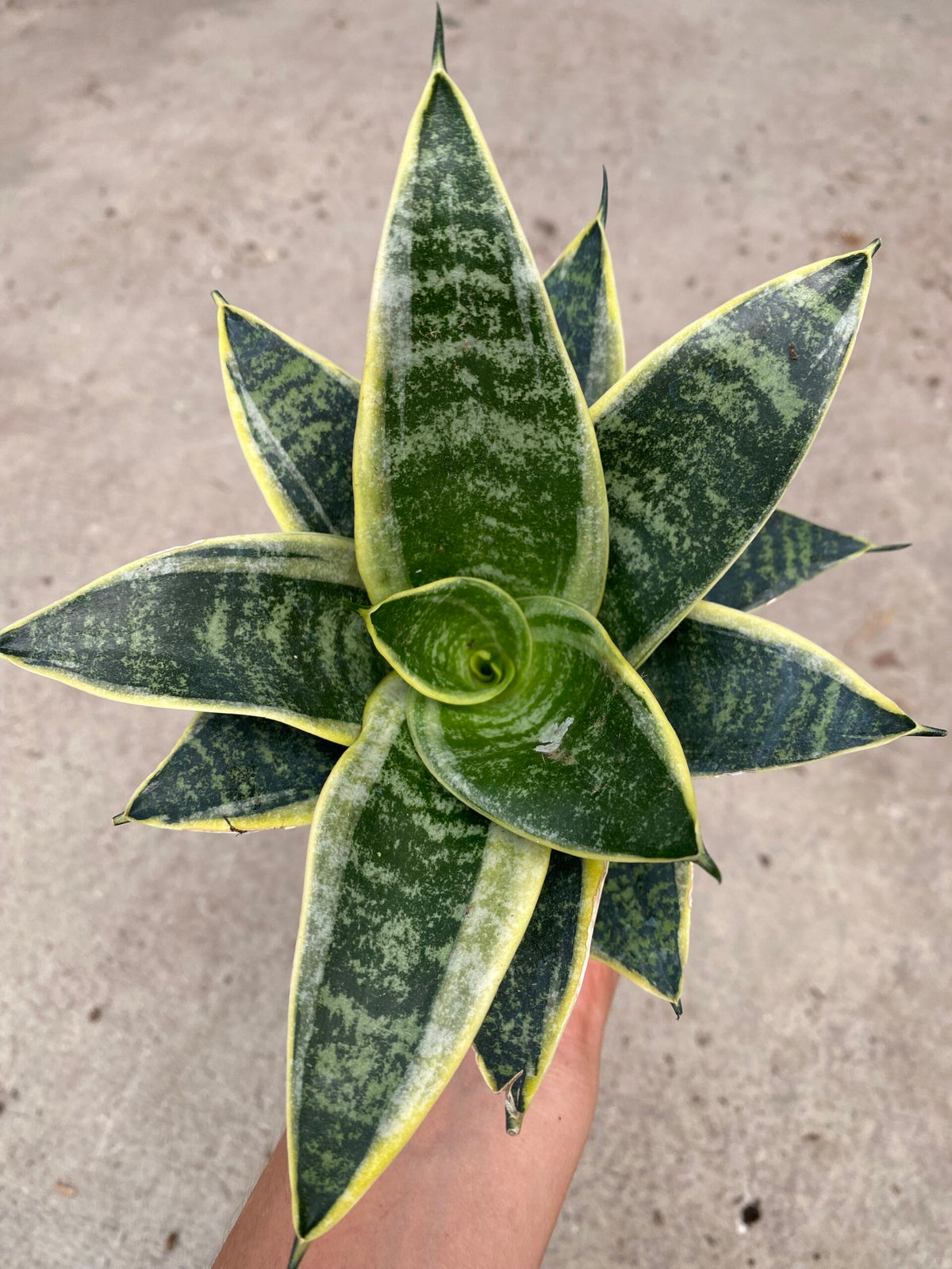 Sansevieria trifasciata &#39;Ocean Star&#39;
