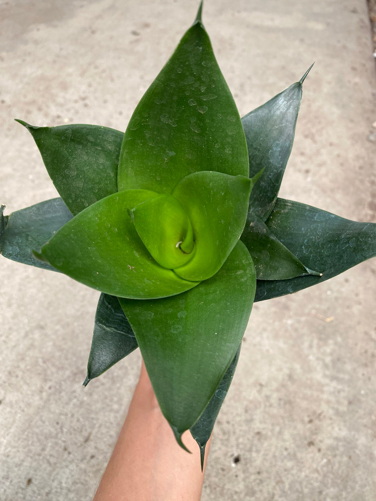 4&quot; Sansevieria Hahnii Jade Star