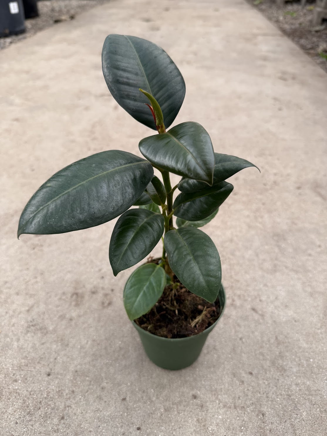 Ficus elastica decora &#39;Melany&#39;