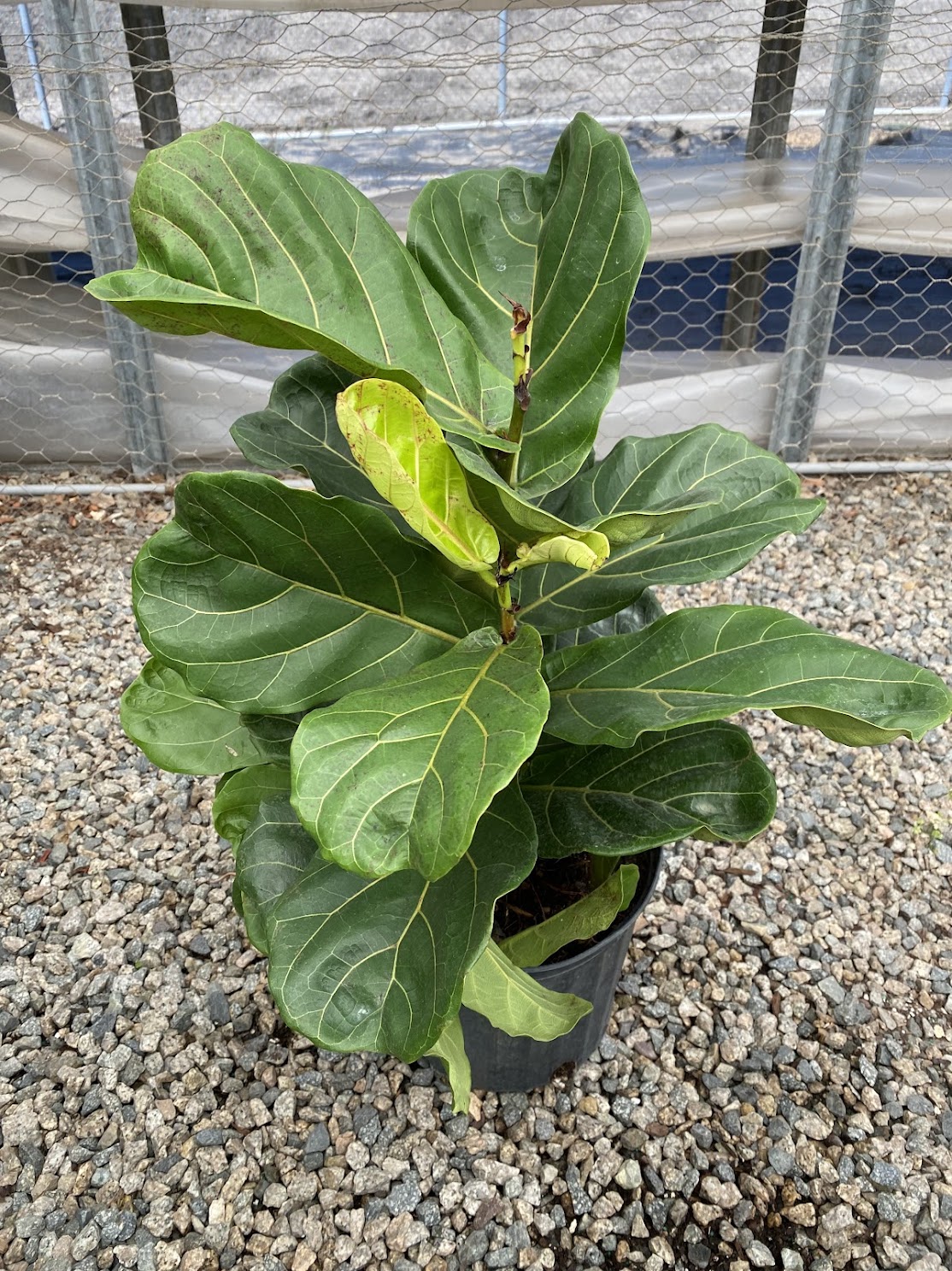 Ficus lyrata