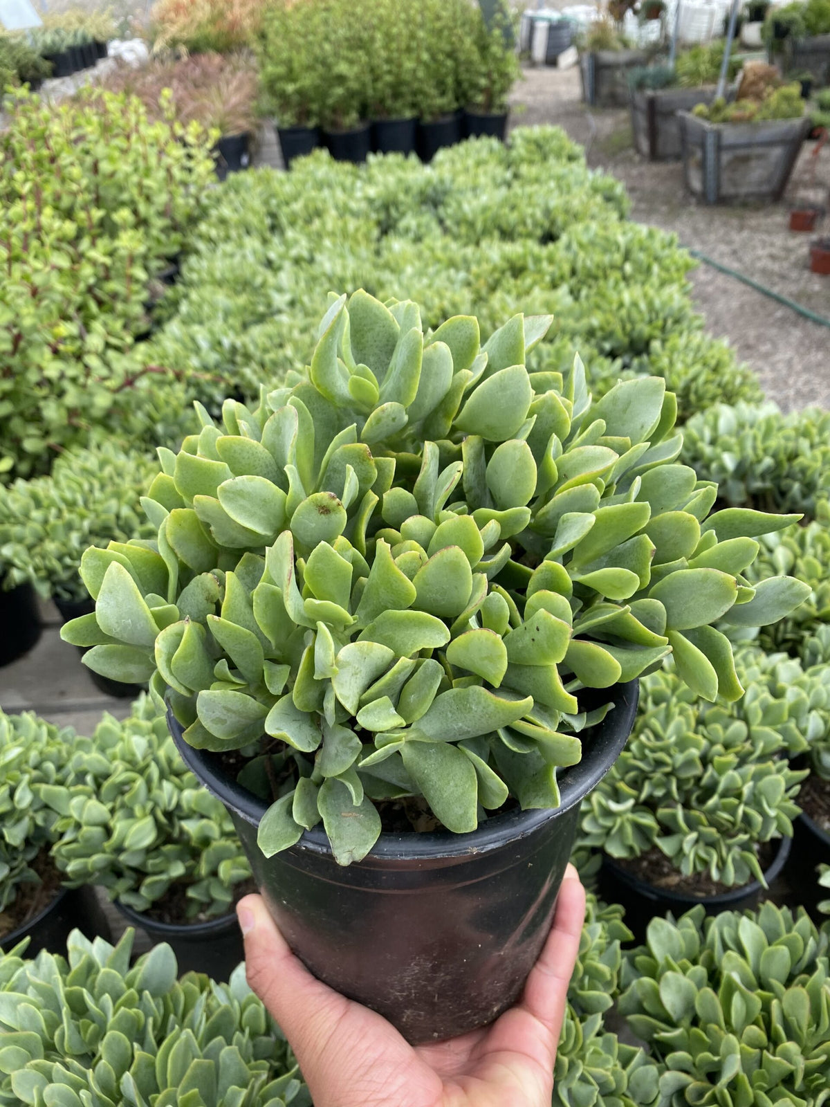 Crassula undualatifolia &#39;Blue Waves&#39;
