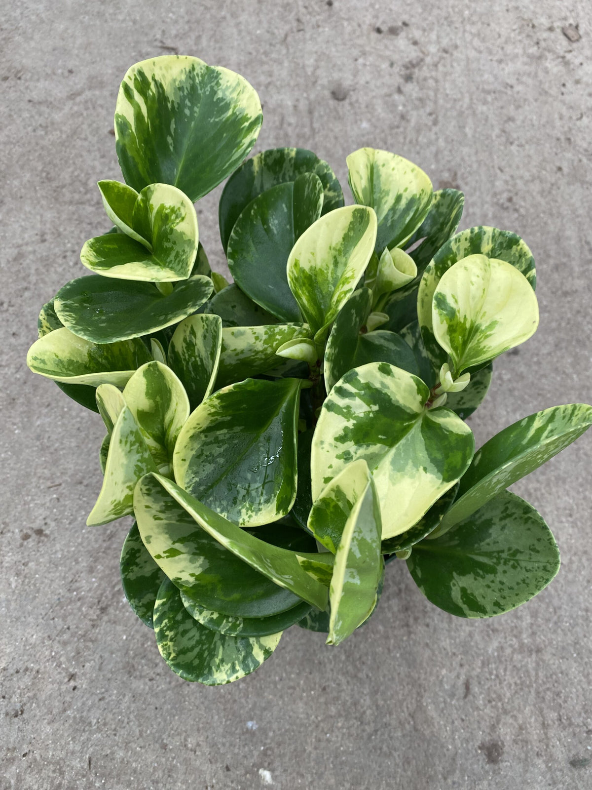 Peperomia obtusifolia &#39;Marble&#39;
