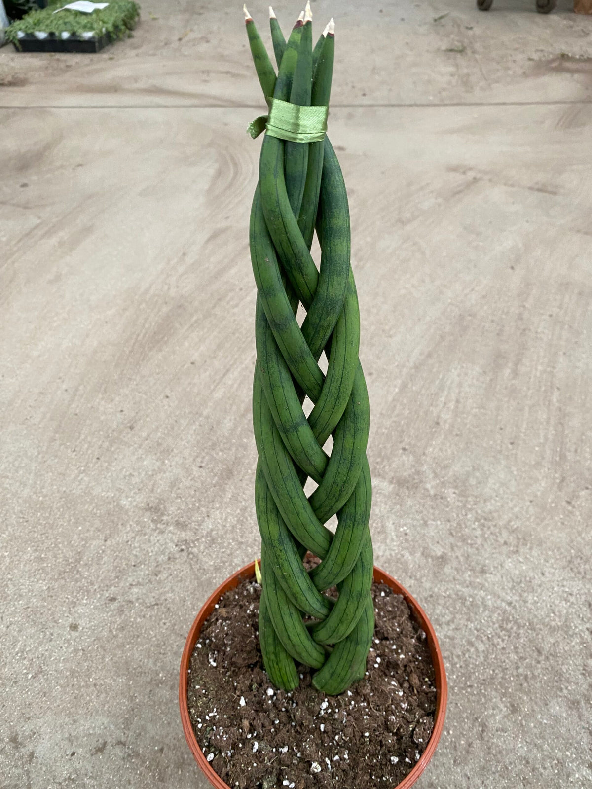 Sansevieria cylindrica