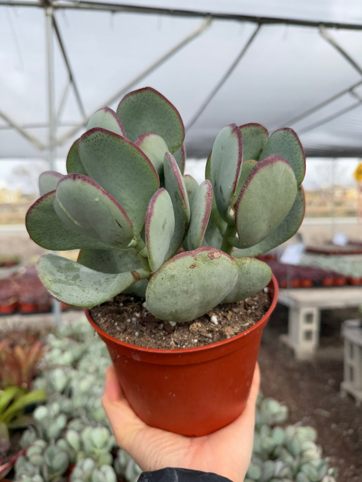 Crassula arborescens &#39;Silver Dollar&#39;