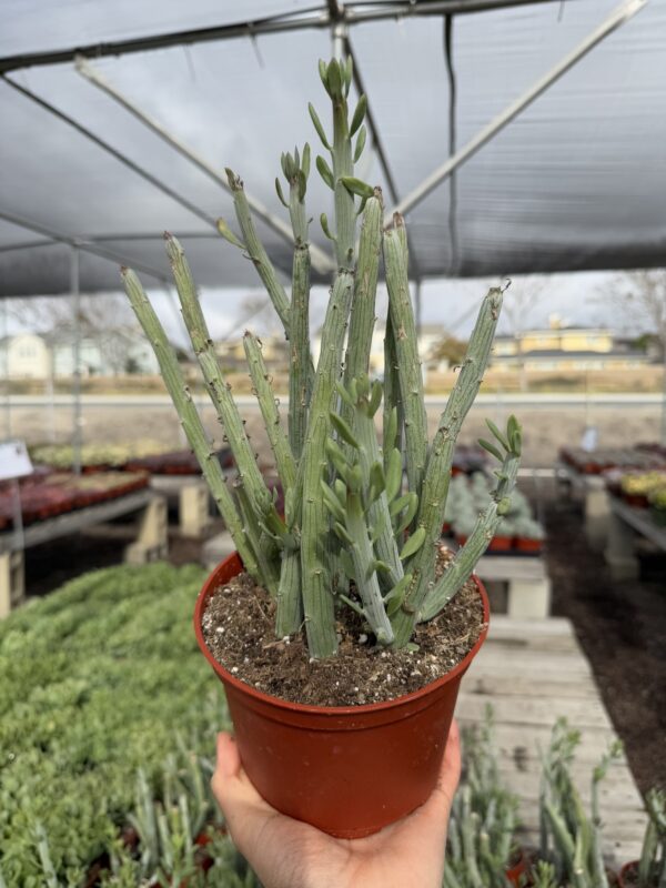 Senecio anteuphorbium