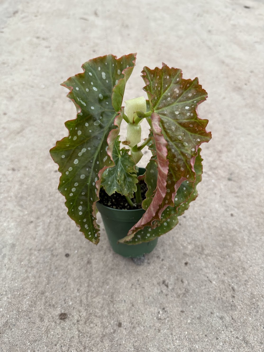 Begonia x corallina &#39;Josephine&quot;