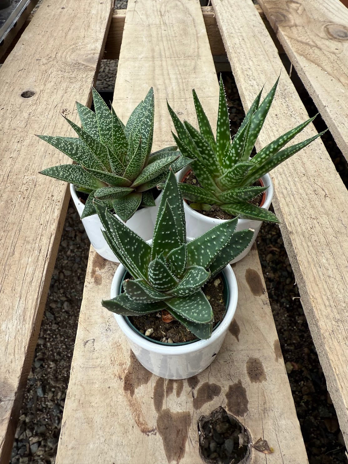 Haworthia x Gasteria w/ Pot