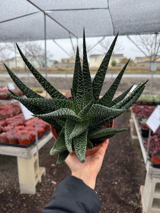 Gasteraloe okavango