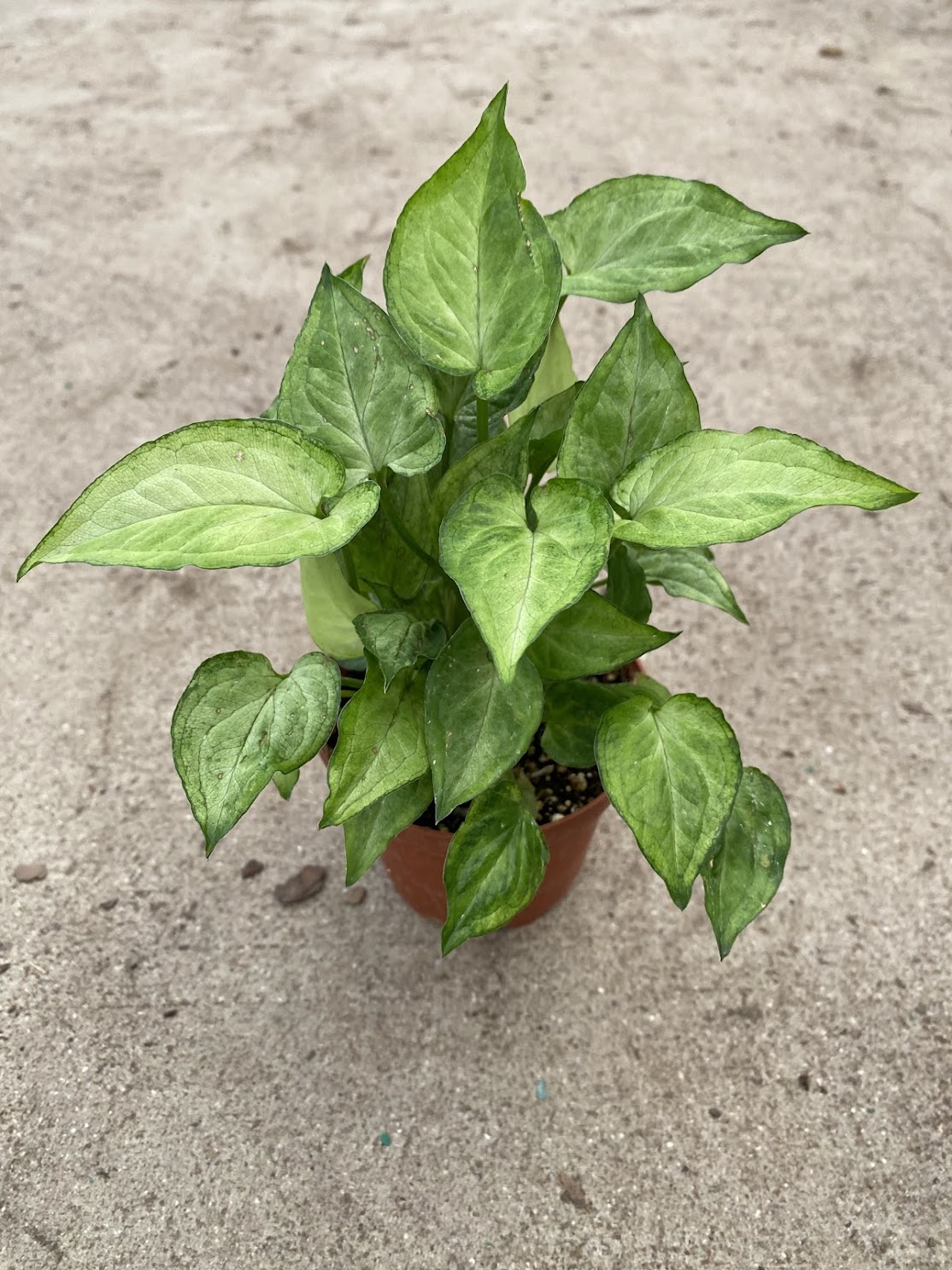 Syngonium podophyllum &#39;Batik&#39;