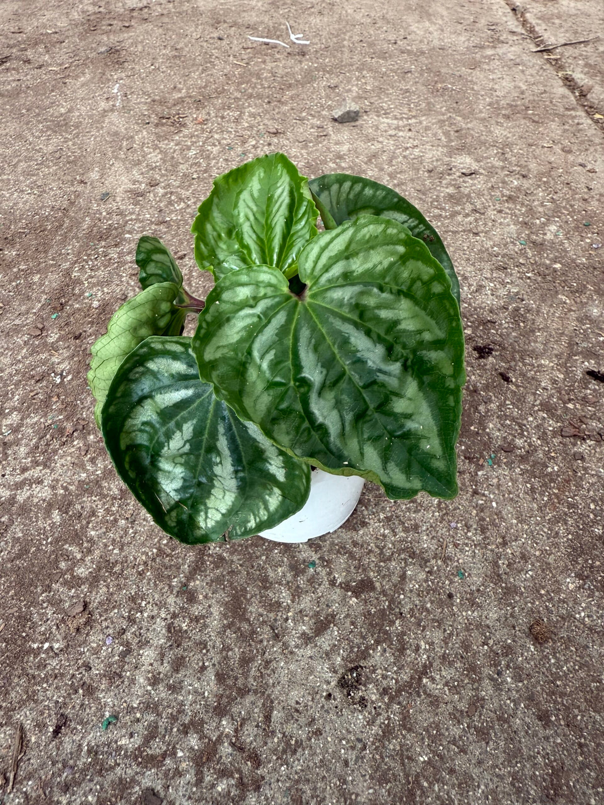 Peperomia &#39;Ecuador&#39;