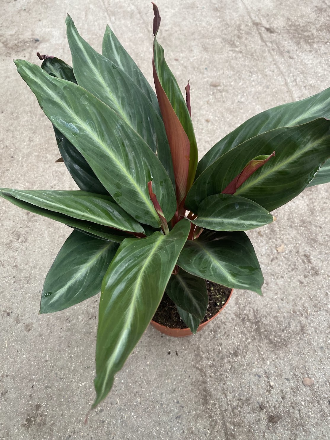 6&quot; Calathea Sanguinea