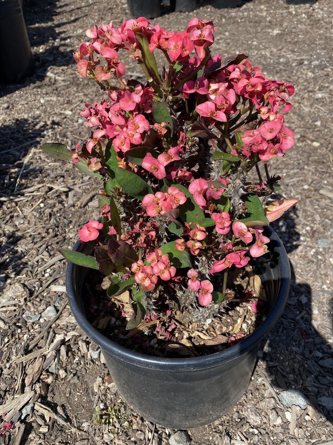 Euphorbia clementii