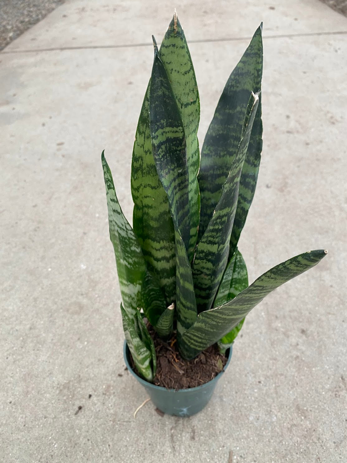 4&quot; Sansevieria Zeylanica Black Coral, Multi