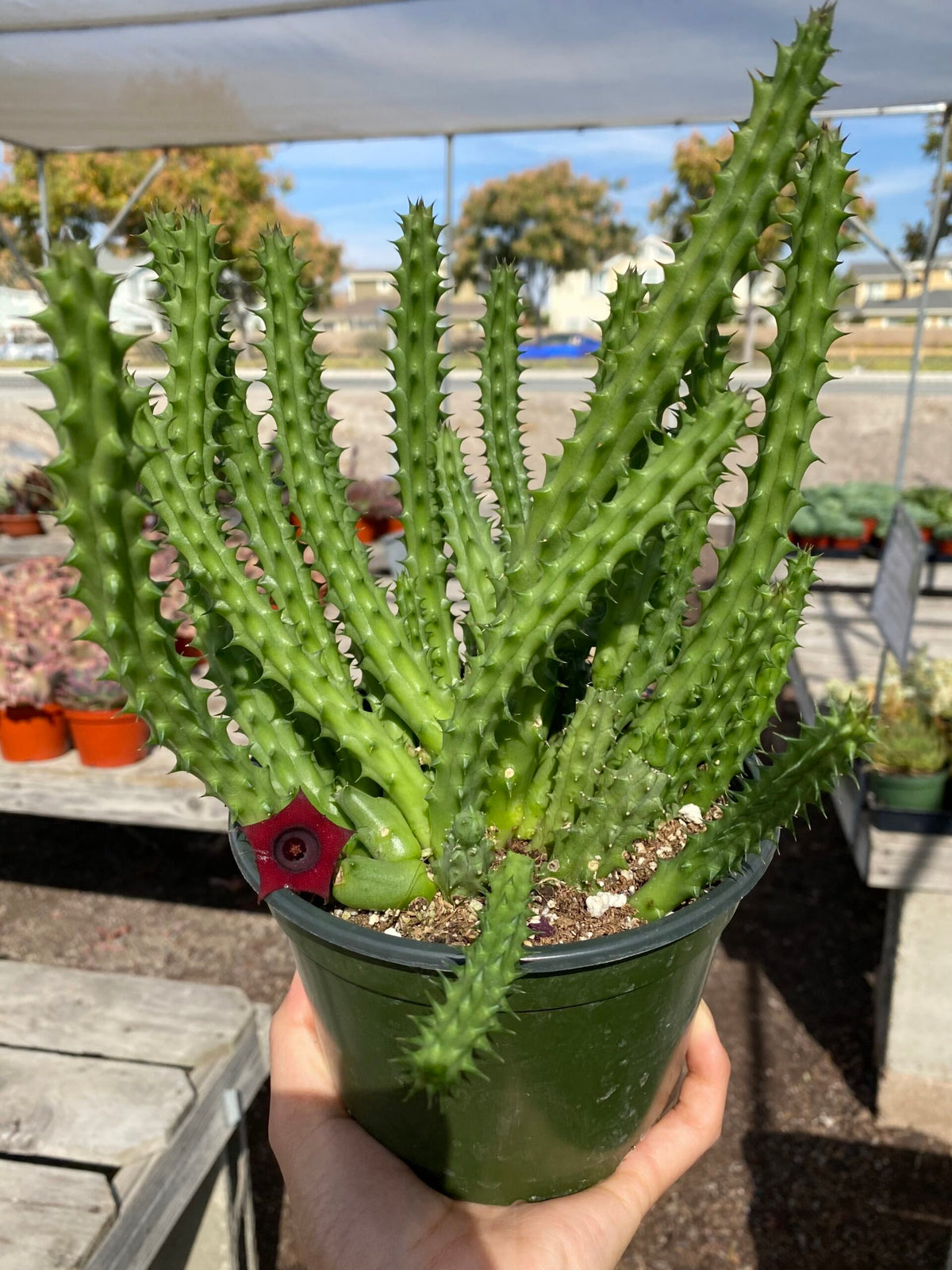 6&quot; Huernia Schneideriana