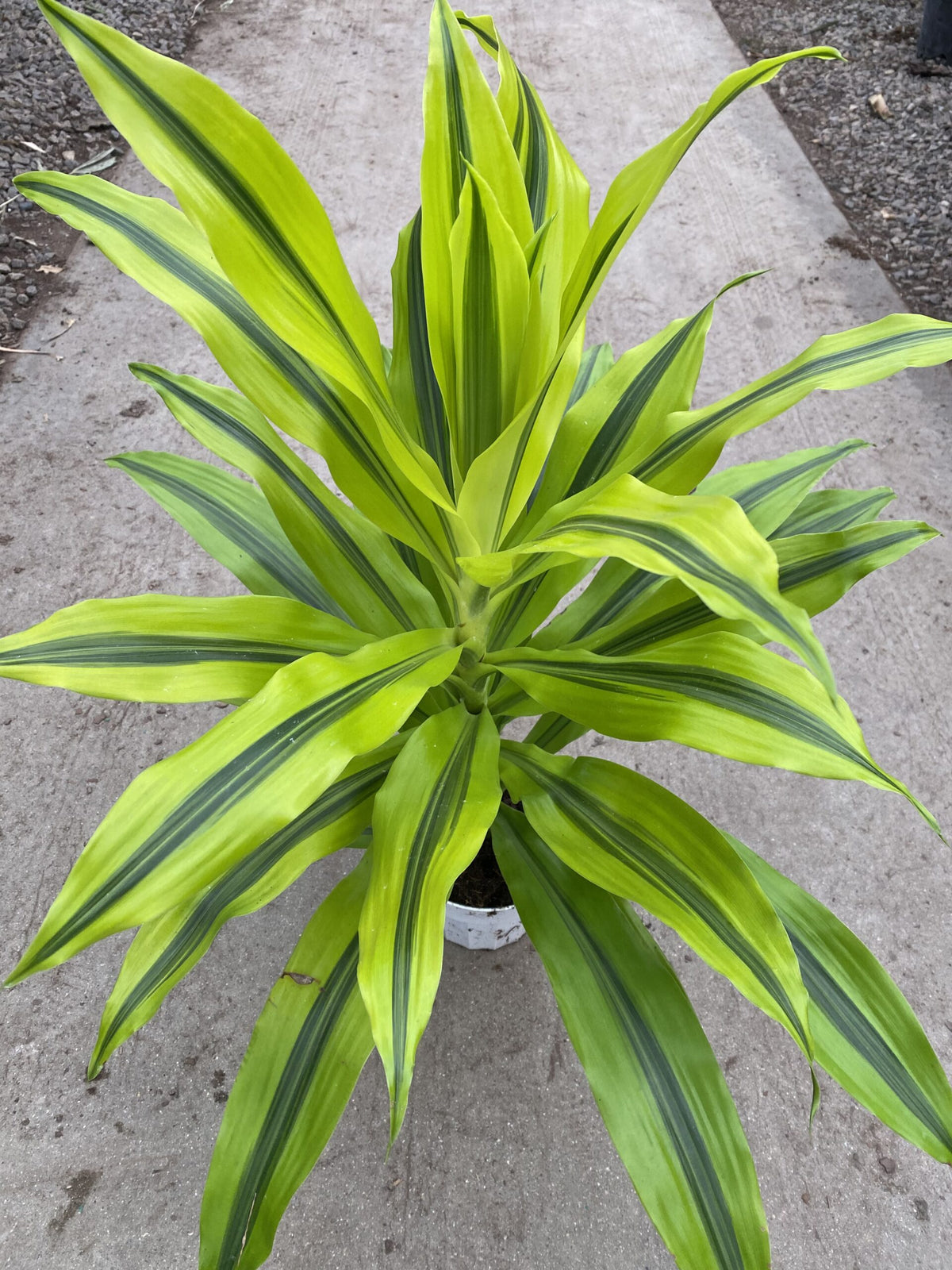 6&quot; Dracaena Kristi, Tips