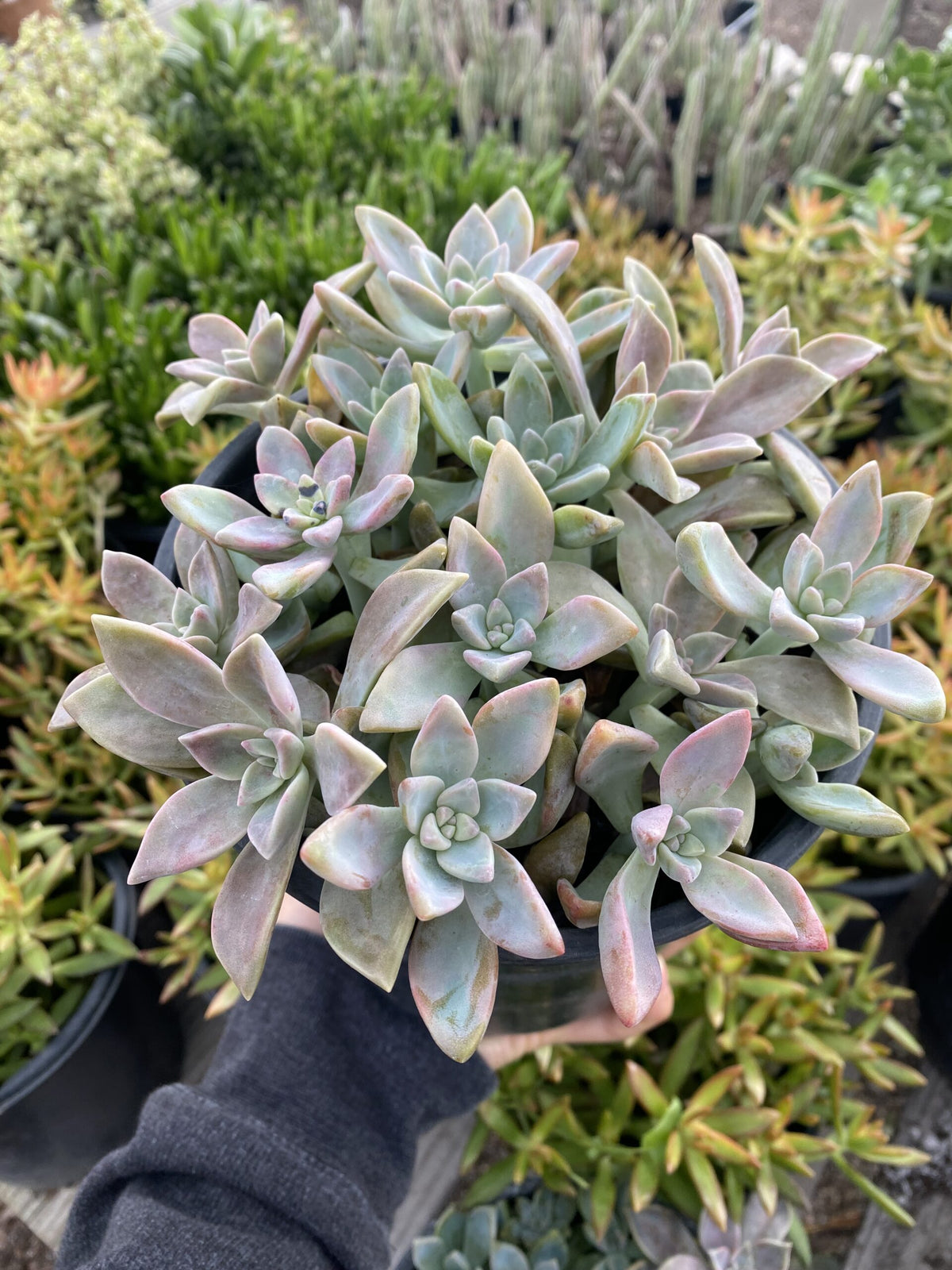 Graptopetalum paraguayense