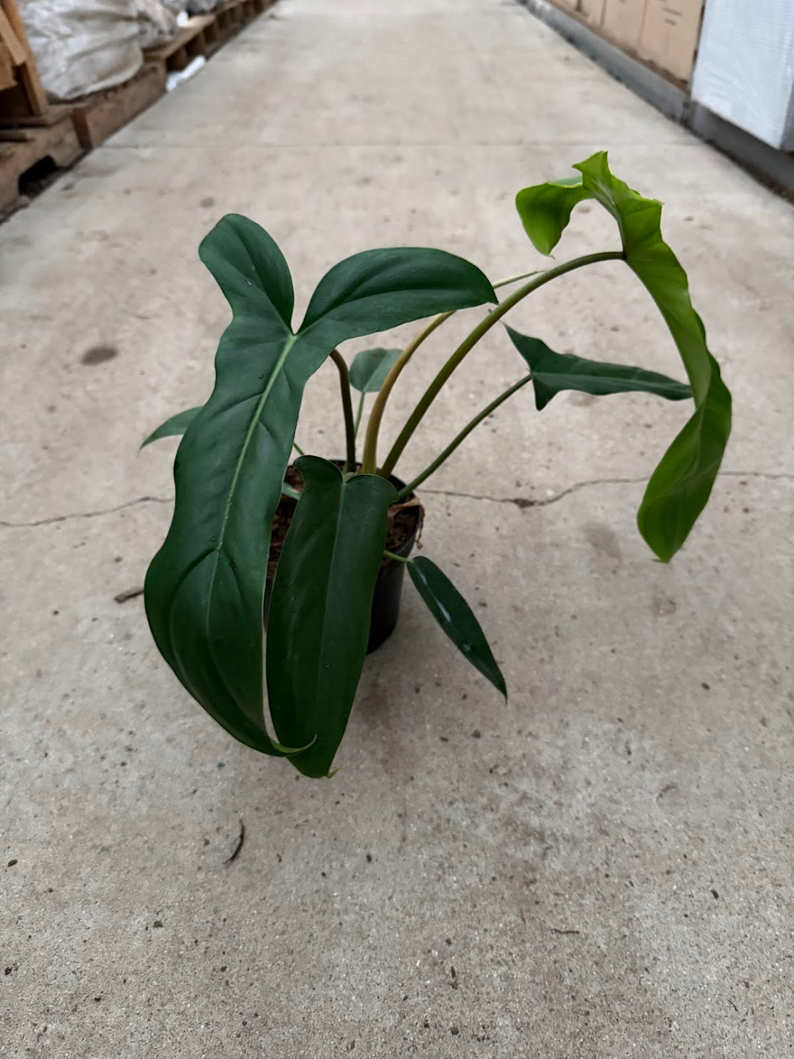 Philodendron &#39;Bette Waterbury&#39;