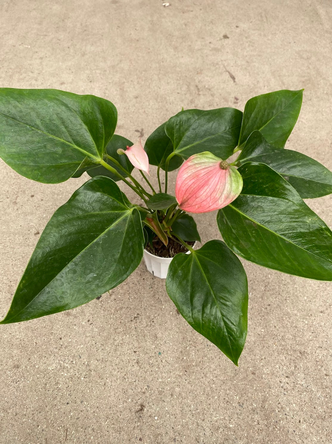 4&quot; Anthurium, Joli Peach